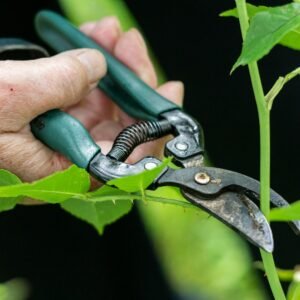 a person holding a pair of pliers to a plant
